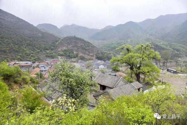 京郊私藏醉美春色，百年海棠花开正浓