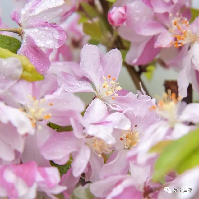 京郊私藏醉美春色，百年海棠花开正浓