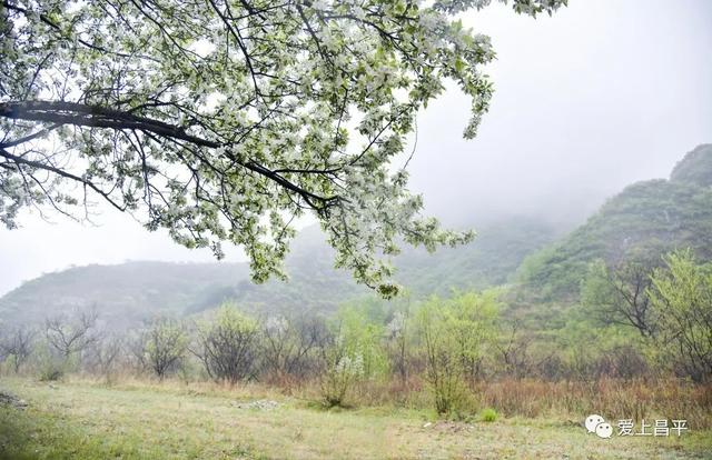 京郊私藏醉美春色，百年海棠花开正浓