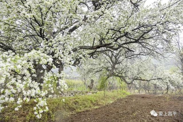 京郊私藏醉美春色，百年海棠花开正浓