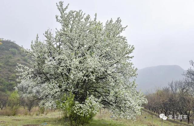 京郊私藏醉美春色，百年海棠花开正浓