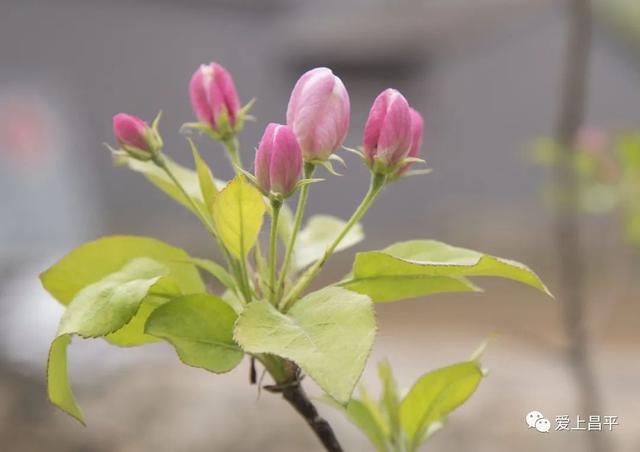 京郊私藏醉美春色，百年海棠花开正浓