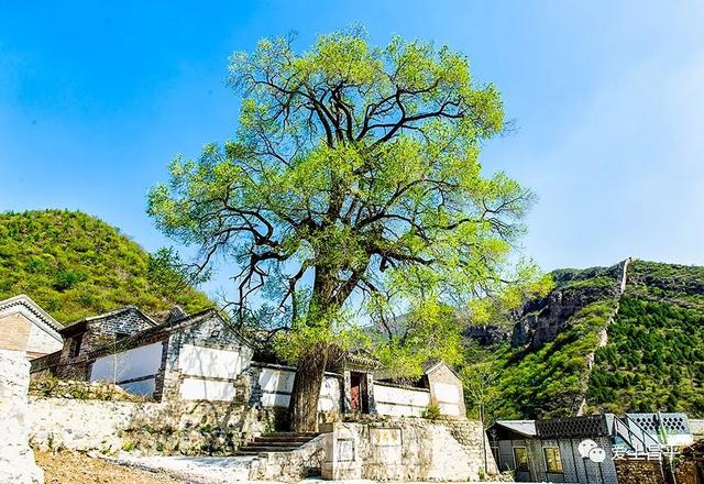 京郊私藏醉美春色，百年海棠花开正浓