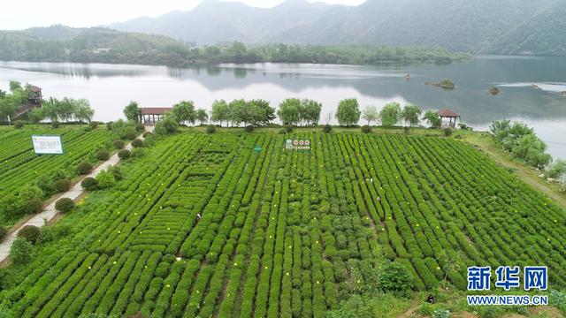 航拍六安瓜片原产地核心区：绿水青山尽开颜