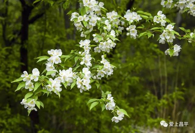 京郊私藏醉美春色，百年海棠花开正浓