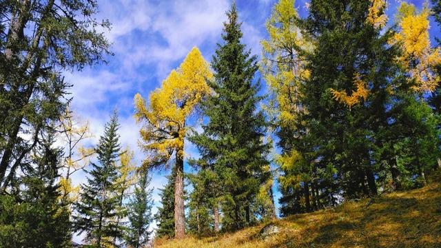 “神的自留地，梦中的仙境”，与北疆喀纳斯的完美邂逅