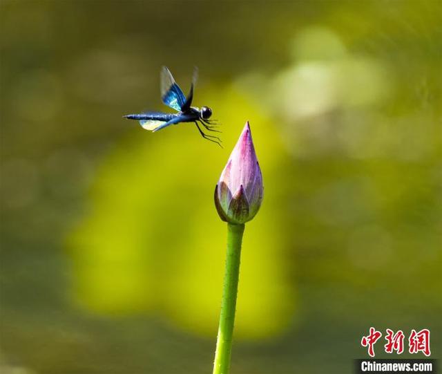 夏日湖口：荷花摇曳绽放 蜻蜓起舞弄影