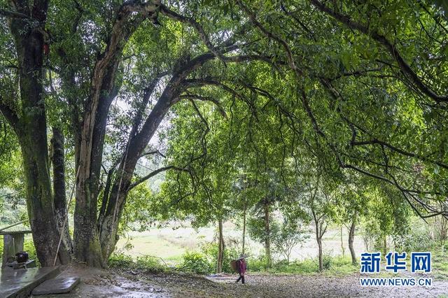 湖北咸丰蛮台子：隐藏在大山深处的土家寨子