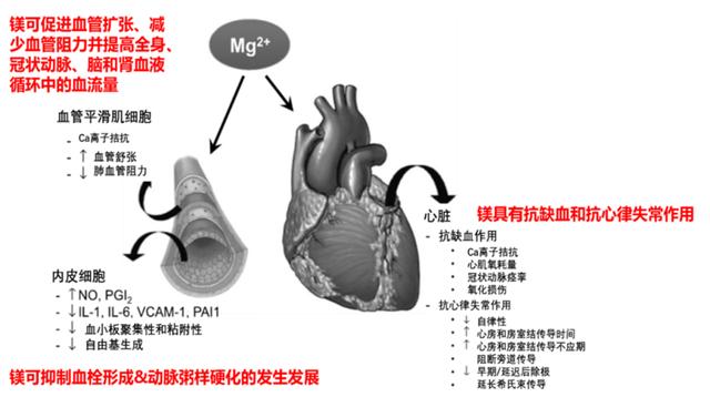 金玮教授：当心血管疾病遇上镁，20%的人都中枪了