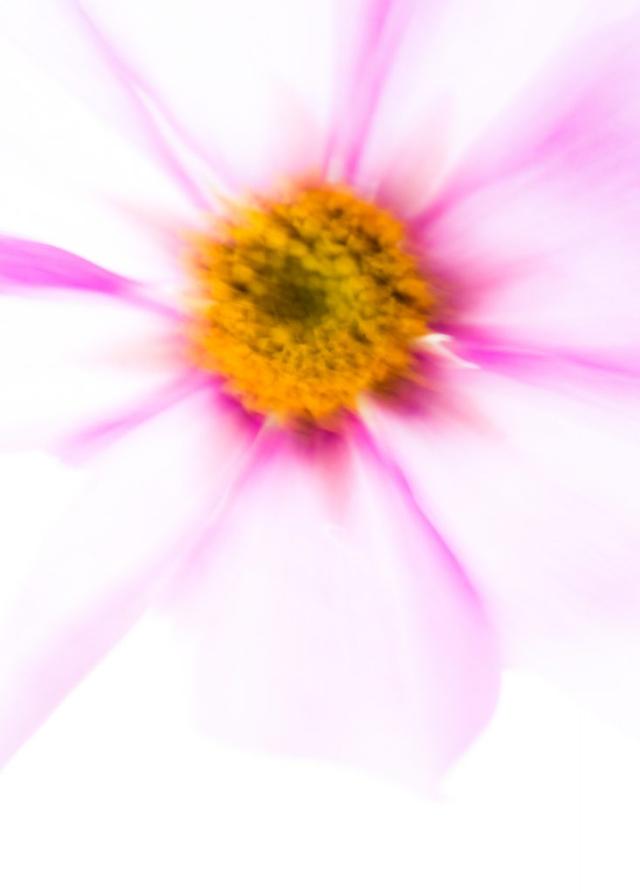 花卉微距摄影总是不清晰，终于找到原因了，原来您忽略了这个设置