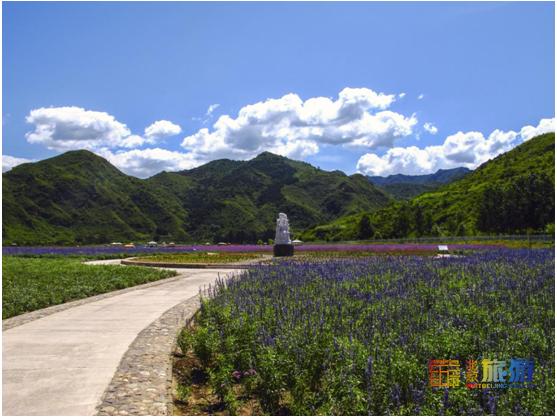 京郊暑假去哪玩？荷花、玫瑰、薰衣草，花满密云，等你来赏！