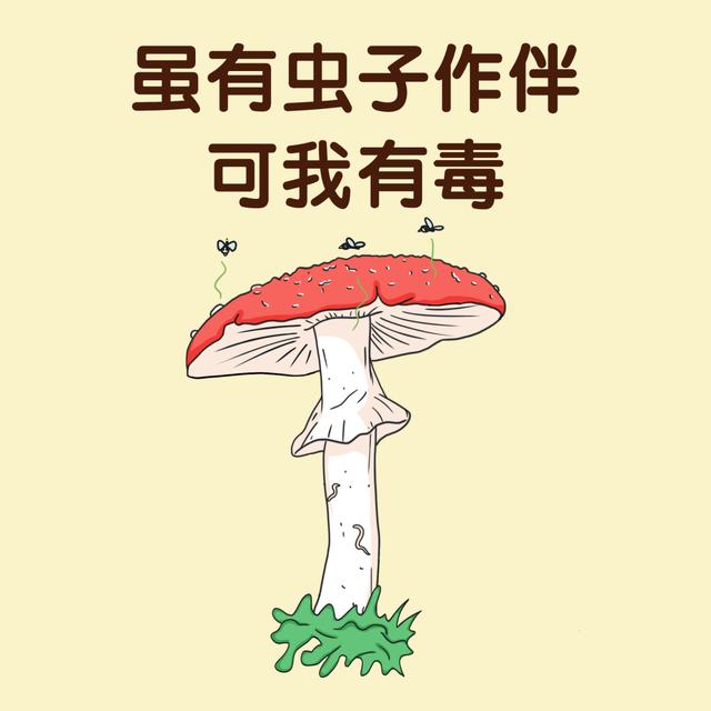 照网上教的方法挑野生菌，怎么还会挑中有毒的？