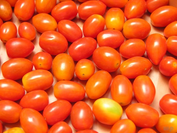 同是小番茄千禧果和圣女果竟有如此大的差别！你能分辨的了么？