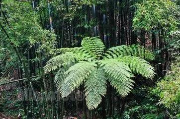 我国八种国宝植物，你的家乡有哪种？